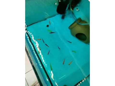Çeşit çeşit renkli tetra balıkları