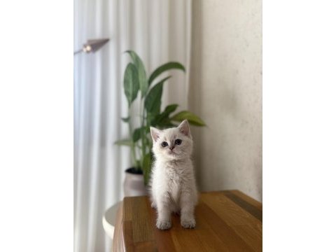 Bebek yüz british shorthair 
