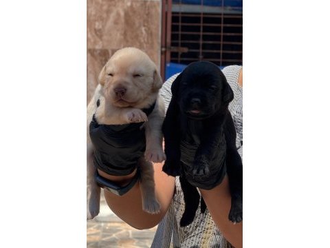 Labrador yavrularımız