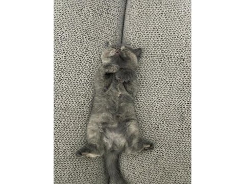 2 aylık dişi british shorthair yavru