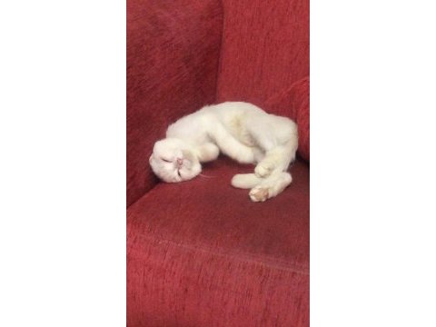 1 yaşında kız kedim sahiplendirilecektir