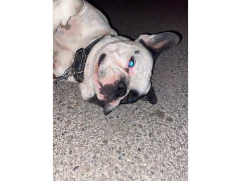 Erkek french bulldog köpeğime eş arıyorum