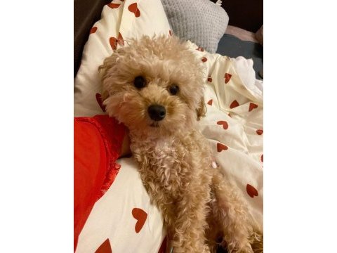 Yetişkin toy poodle cinsi köpekler