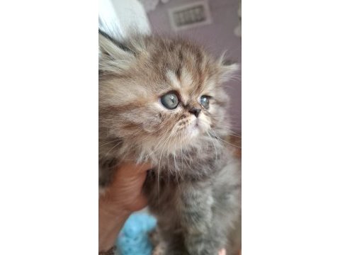 Süper british longhair bebekler