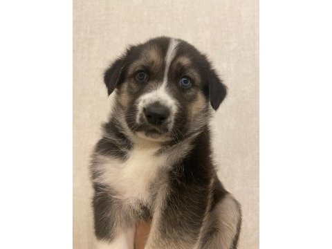 Husky alman kurdu kırması