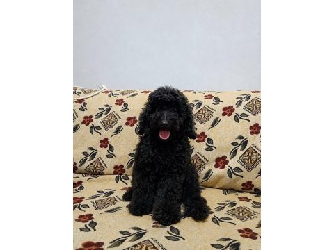 Harika poodle ev ortamına alışık