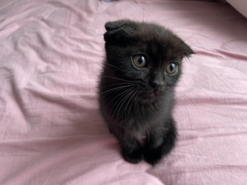 Nadir renk özel bebek isteyene uslu scottish fold bebekler