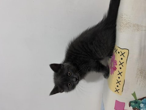 Yuvaya gitmeye hazır dişi british shorthair