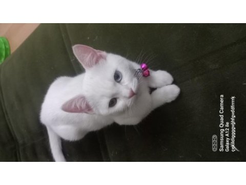 British shorthair