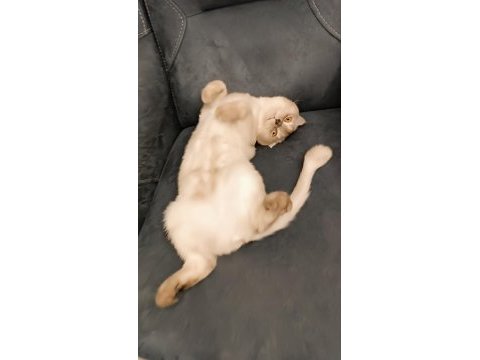 Scottish fold kedimize yeni yuva arıyoruz