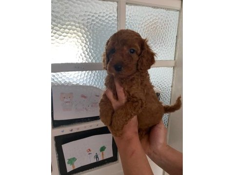 Red brown poodle yavrularim orijinal