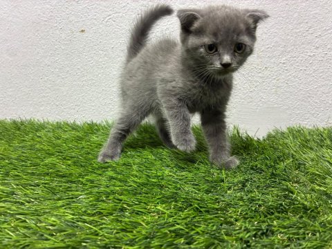 Irk ve sağlık garantili scottish fold