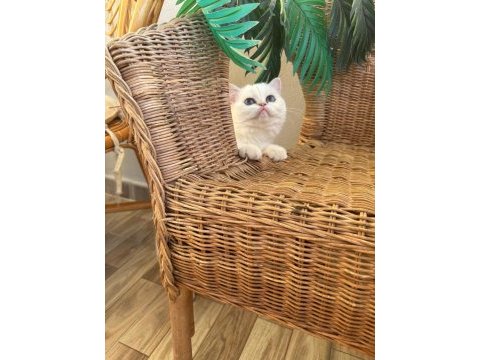 Kar beyaz golden british shorthair