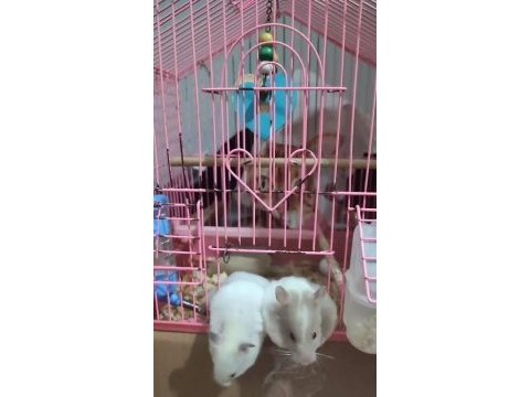 Uyguna hamster