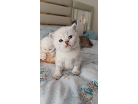 Seçereli babanın safkan yavruları