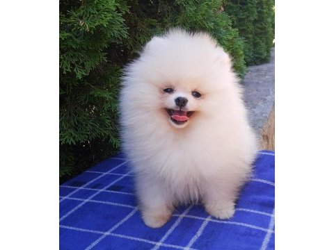 Dişi erkek pomeranian boo ve spitz yavrularımız (orjinal)