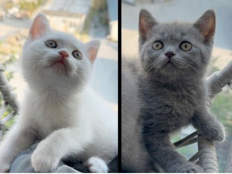 British shorthair sevimli 2 aylık yavrularımız