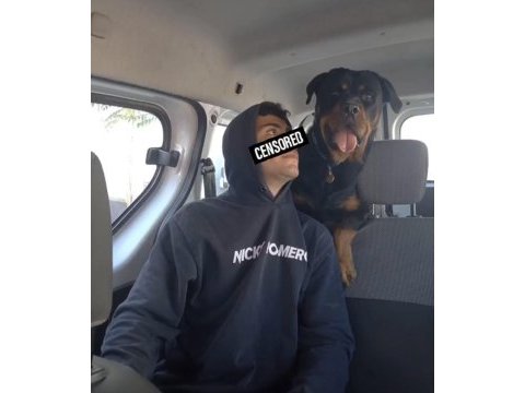 Ankara dişi safkan rottweiler