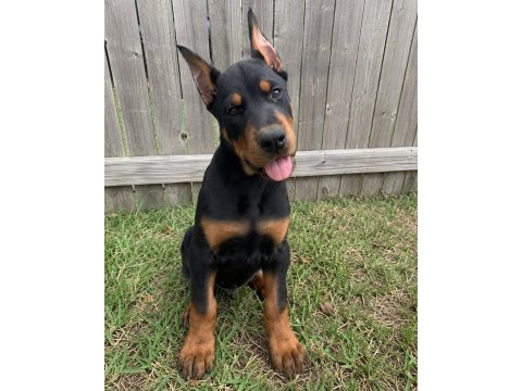 Vakur duruşun anlamı olan estetikli yavru köpekler