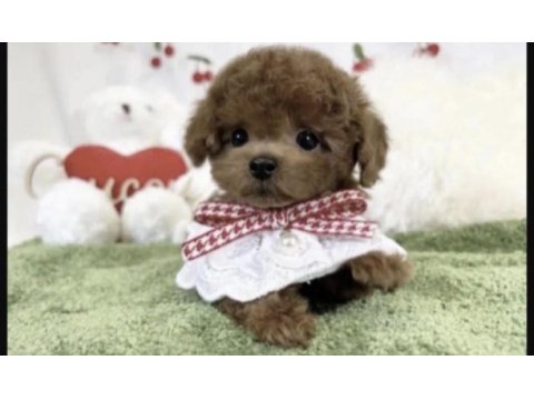 Toy poodle sağlıklı köpeğimiz