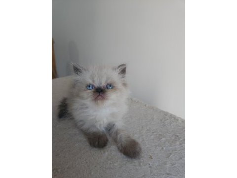 Safkan iran kedi yavruları