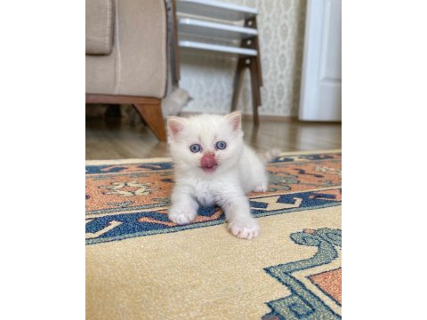 A kalite british shorthair red point