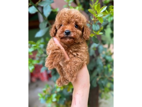 Kilo garantili toy poodle yavrularimiz