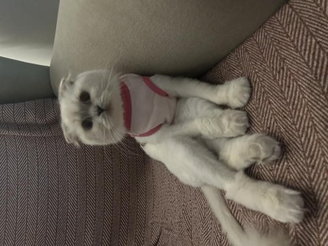 1 yaş scottish fold dişi