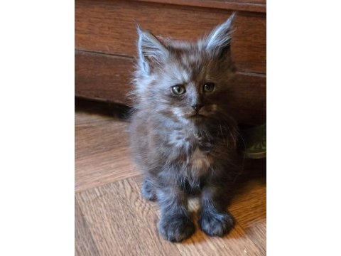 Maine coon pet scrlı ns erkek
