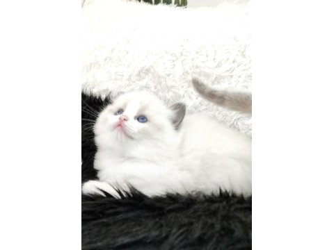 Safkan 2.5 aylık dişi ragdoll