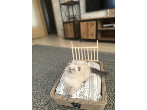3 aylık erkek blue point yavru scottish fold
