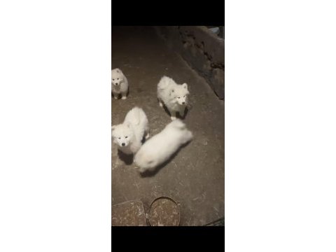 Samoyed yavrularımız sağlık ve ırk garantilidir