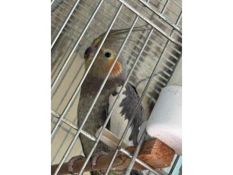 Satılık sultan papağanları – grey ve wf dişi