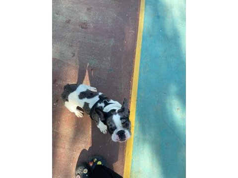 6 aylı merly erkek french bulldog sahiplendirilecektir