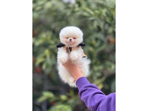 Ayı surat pomeranian yavrularımız