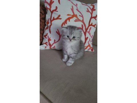 Üst kalite british longhair yavrularım teslime hazır!!!