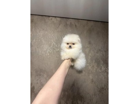Pomeranian boo teddy