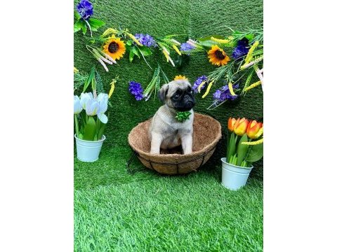Orjinal pug yavrular ailelerini bekliyor