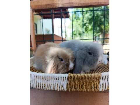 Hollanda teddy lop tavşanı yavrular
