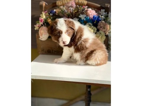 Border collie