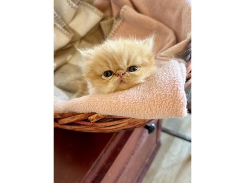 Şampiyon babadan exotic shorthair garfield yavrularım