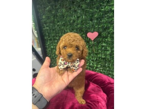 Kore poodle köpeğimiz