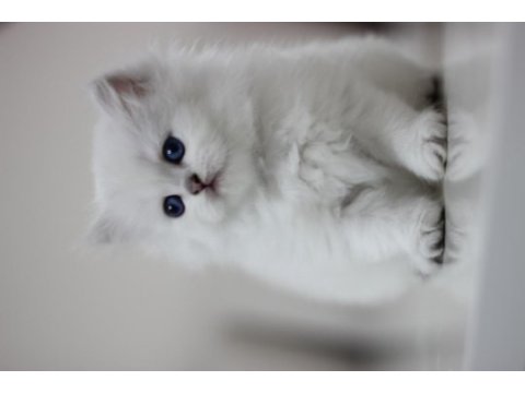 Show kalite british longhair