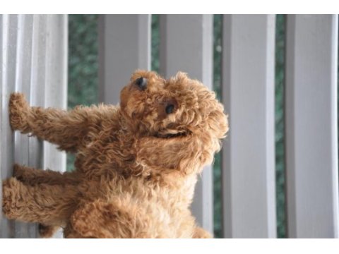 Dişi red brown toy poodle