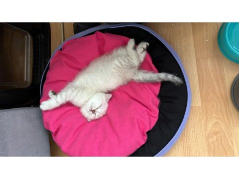 4 aylık dişi scottish fold