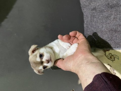 Mini şivava bebişler mamaya başladı