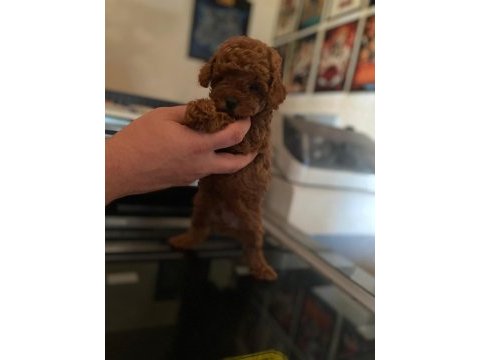 Kore ve toy poodle bebeklerimiz