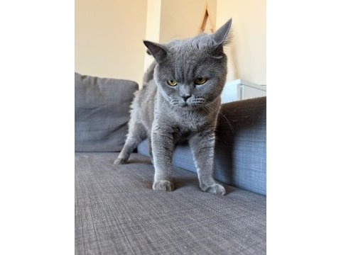 3 yaşında çok sevecen erkek ve kısır british shorthair
