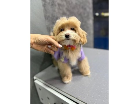 Ruhsatli çiflikten özel maltipoo yavrulari ıstanbul