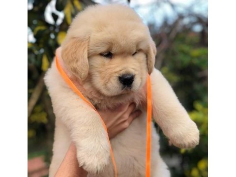Golden retriever yavrularım
